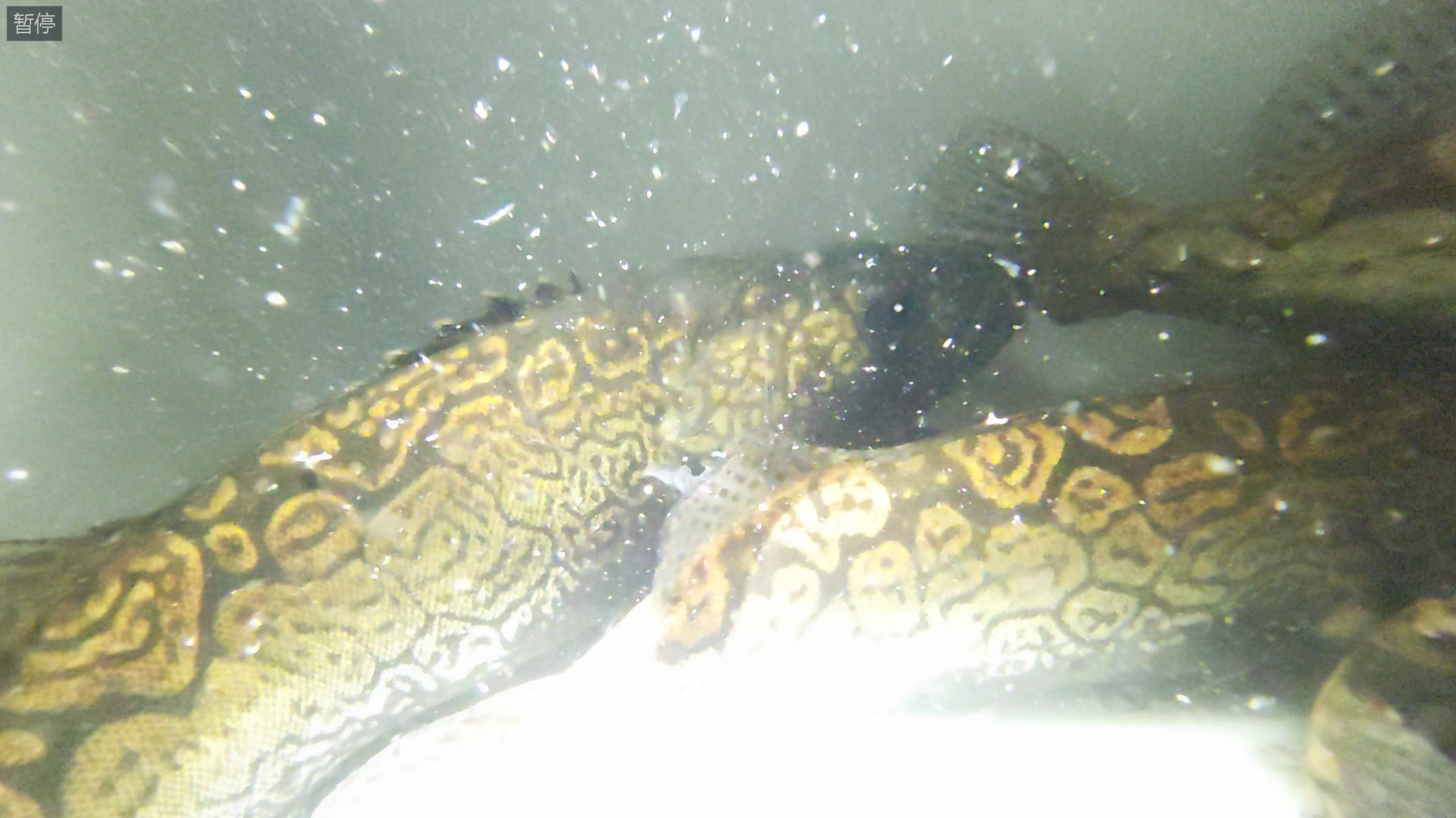铜钱鳜侧面照