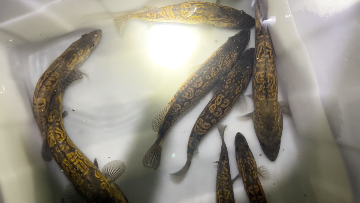 多尾铜钱鳜共处
