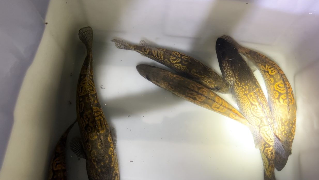 铜钱鳜与其他观赏鱼混养