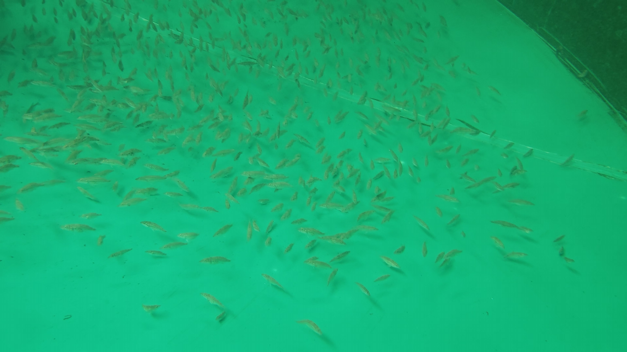 铜钱鳜喂食技巧视频缩略图
